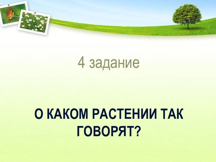 О КАКОМ РАСТЕНИИ ТАК ГОВОРЯТ? 4 задание