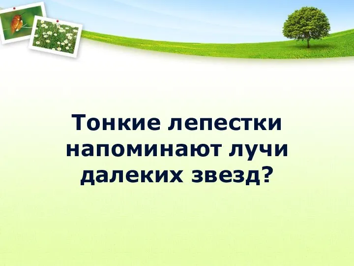 Тонкие лепестки напоминают лучи далеких звезд?