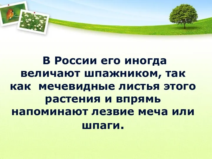 В России его иногда величают шпажником, так как мечевидные листья