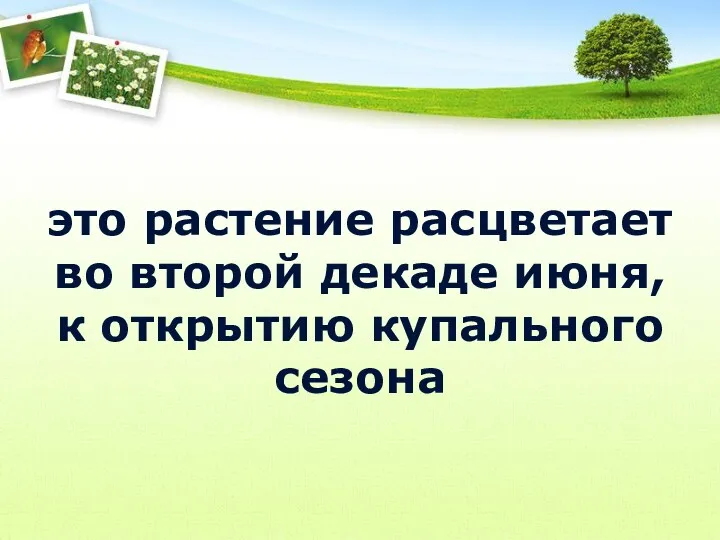 это растение расцветает во второй декаде июня, к открытию купального сезона