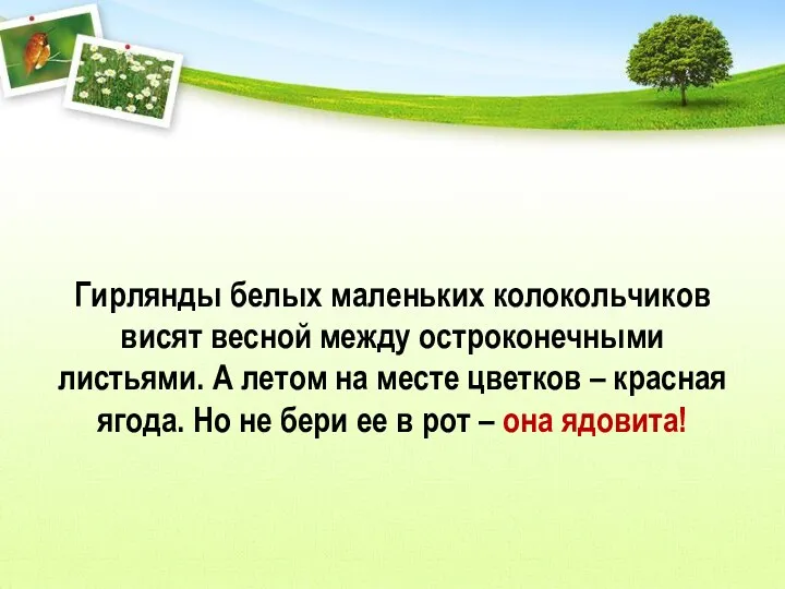 Гирлянды белых маленьких колокольчиков висят весной между остроконечными листьями. А