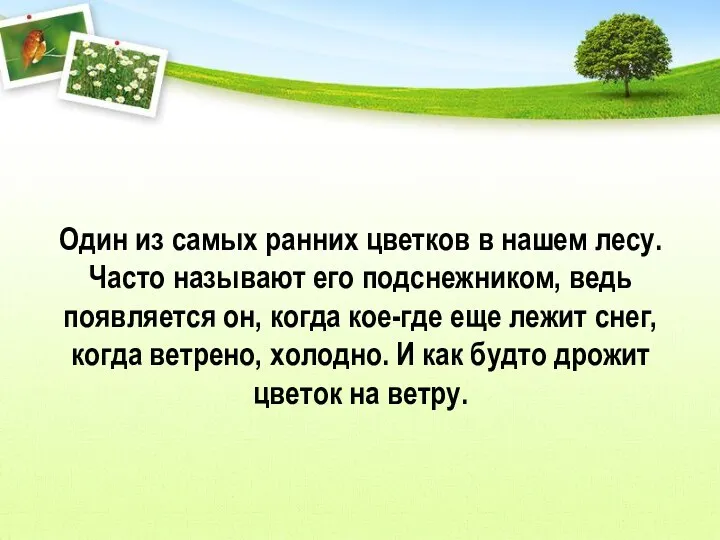 Один из самых ранних цветков в нашем лесу. Часто называют