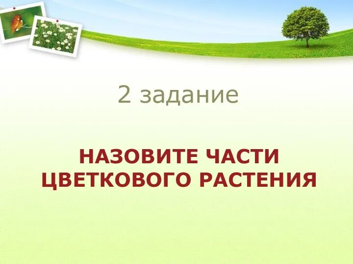 НАЗОВИТЕ ЧАСТИ ЦВЕТКОВОГО РАСТЕНИЯ 2 задание