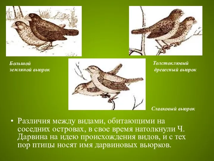 Различия между видами, обитающими на соседних островах, в свое время