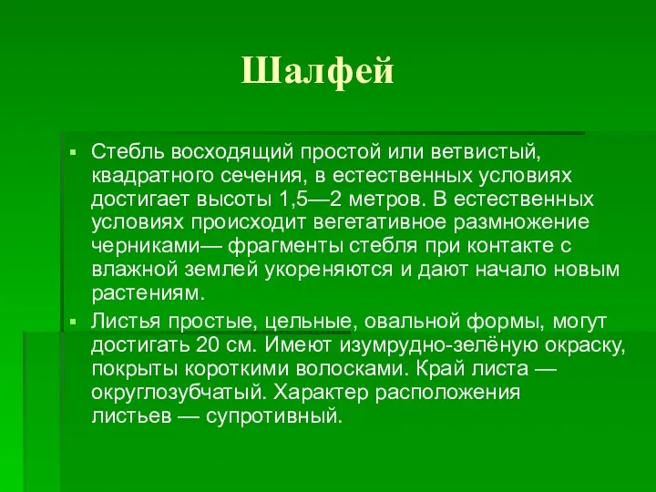 Шалфей Стебль восходящий простой или ветвистый, квадратного сечения, в естественных