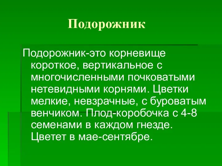 Подорожник Подорожник-это корневище короткое, вертикальное с многочисленными почковатыми нетевидными корнями. Цветки мелкие, невзрачные,