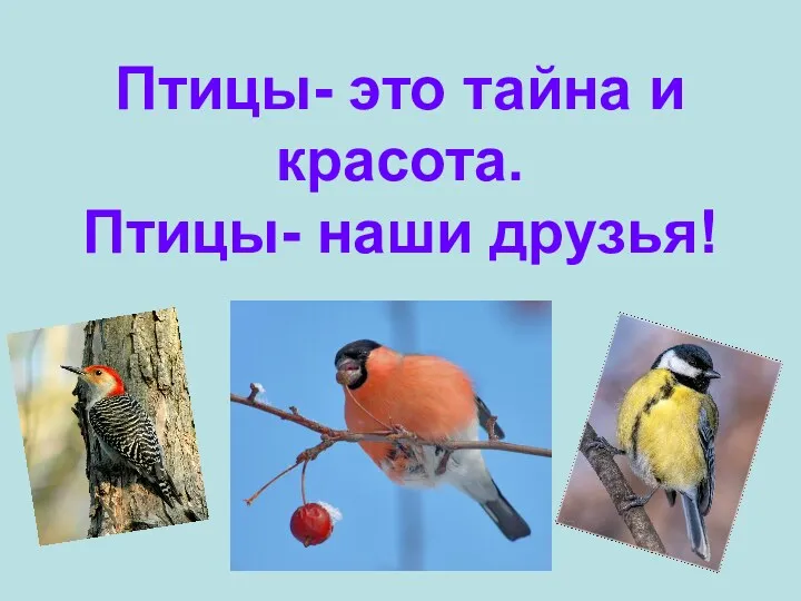 Птицы- это тайна и красота. Птицы- наши друзья!