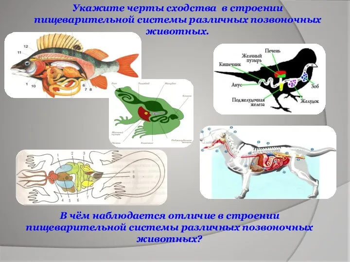 В чём наблюдается отличие в строении пищеварительной системы различных позвоночных