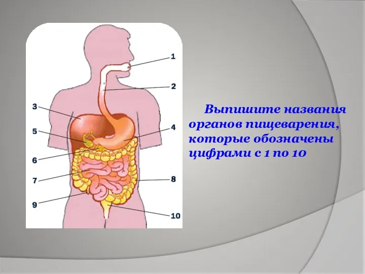 Выпишите названия органов пищеварения, которые обозначены цифрами с 1 по 10