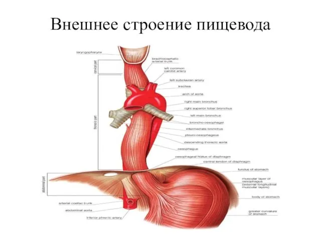 Внешнее строение пищевода