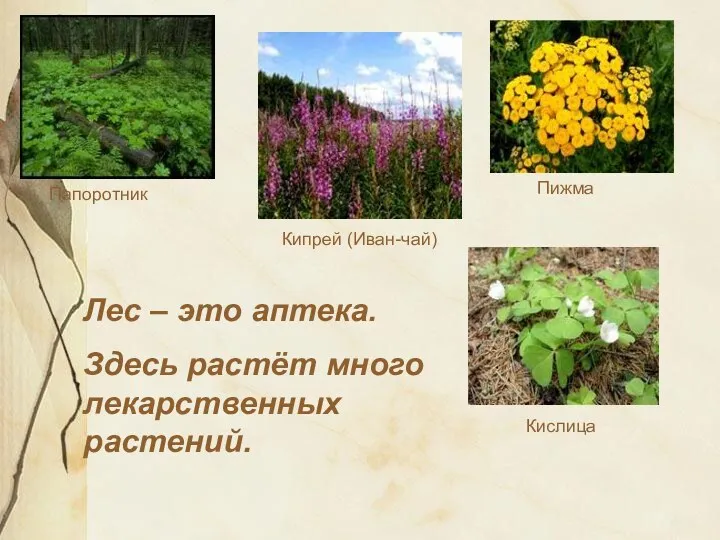Лес – это аптека. Здесь растёт много лекарственных растений. Кипрей (Иван-чай) Кислица Пижма Папоротник