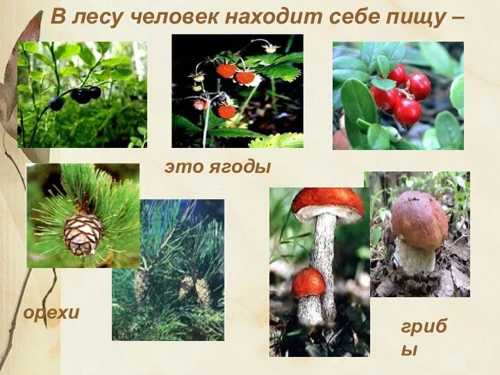 В лесу человек находит себе пищу – это ягоды орехи грибы