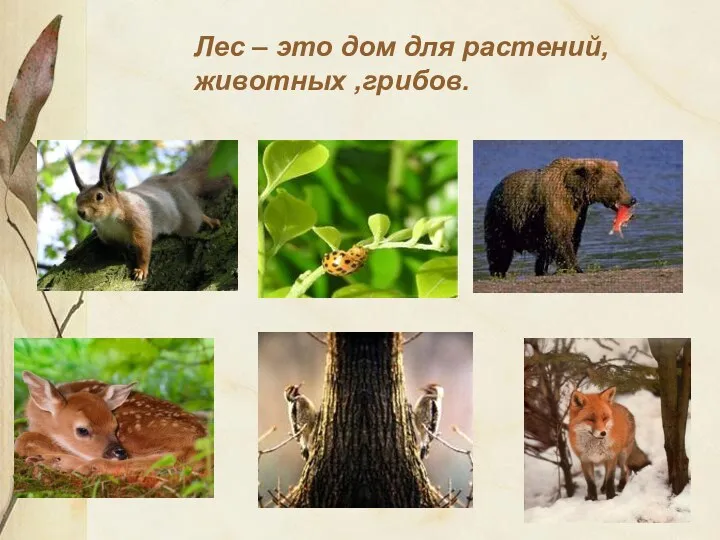 Лес – это дом для растений, животных ,грибов.