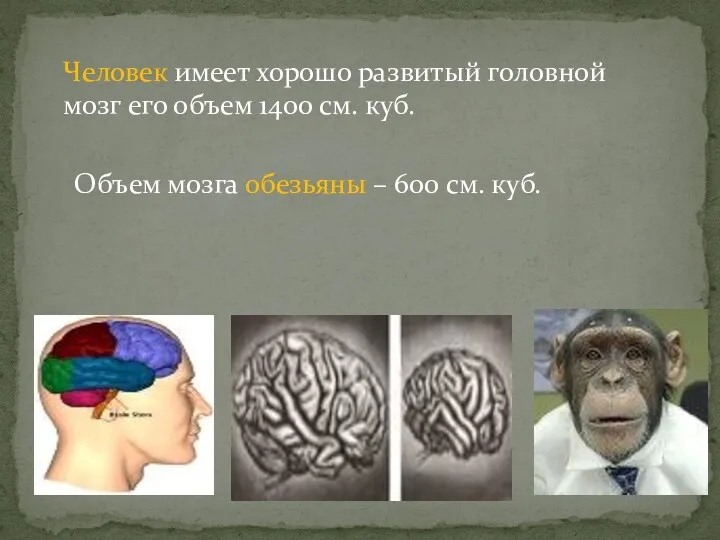 Человек имеет хорошо развитый головной мозг его объем 1400 см.
