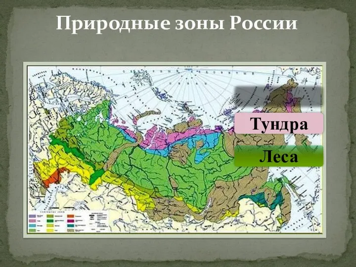Природные зоны России Леса Тундра Арктика Степи Пустыни