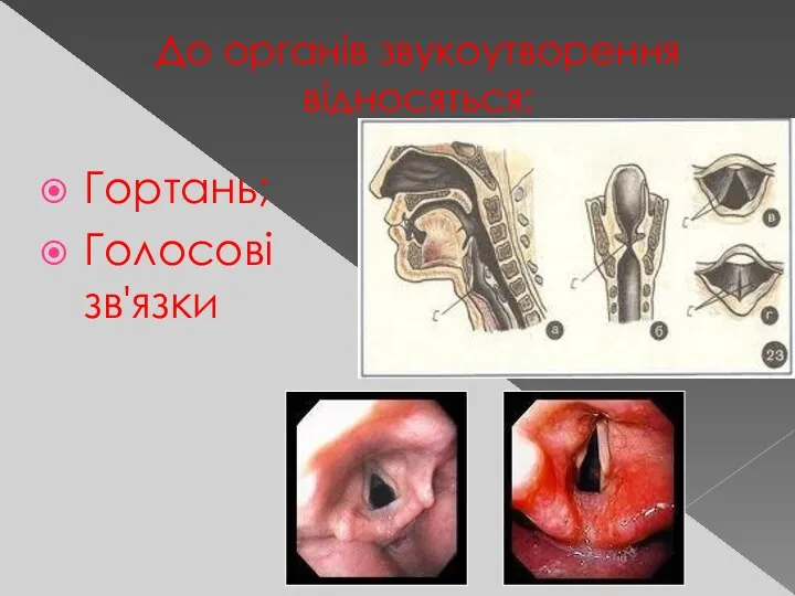 До органів звукоутворення відносяться: Гортань; Голосові зв'язки