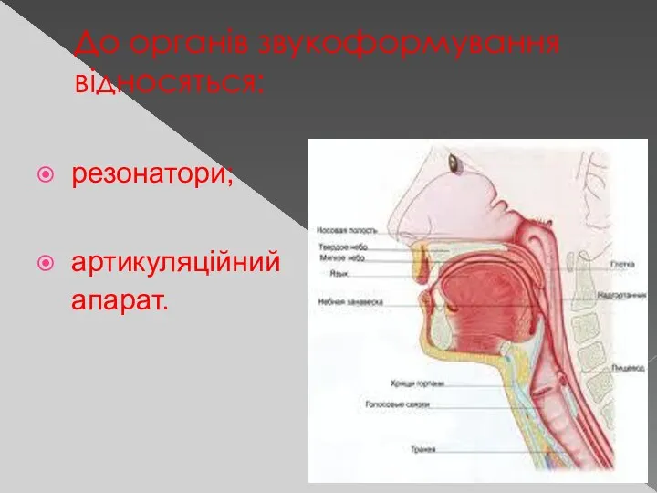 До органів звукоформування відносяться: резонатори; артикуляційний апарат.