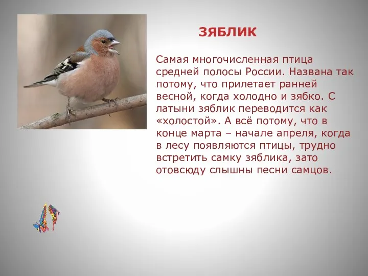 ЗЯБЛИК Самая многочисленная птица средней полосы России. Названа так потому,