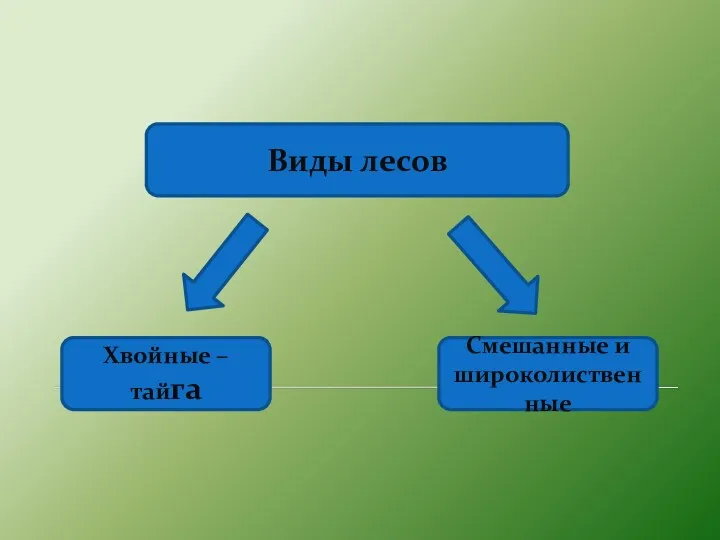 Виды лесов Хвойные – тайга Смешанные и широколиственные