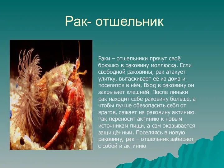 Рак- отшельник Раки – отшельники прячут своё брюшко в раковину