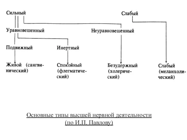 Основные типы высшей нервной деятельности (по И.П. Павлову)