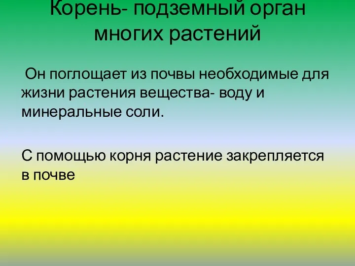 Корень- подземный орган многих растений Он поглощает из почвы необходимые