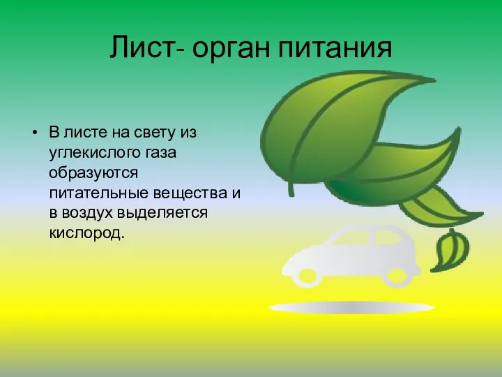 Лист- орган питания В листе на свету из углекислого газа