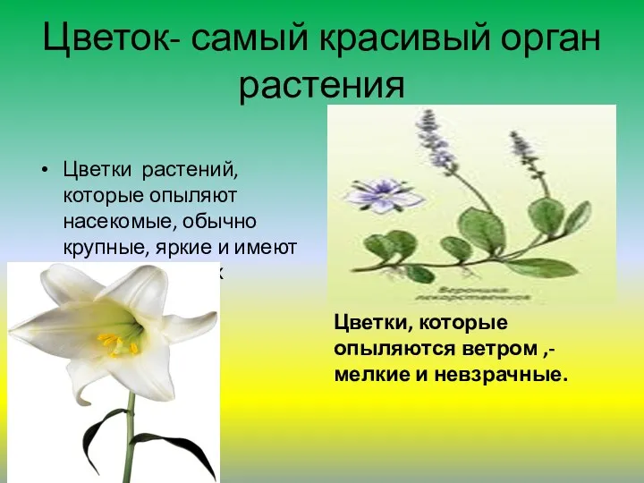 Цветок- самый красивый орган растения Цветки растений, которые опыляют насекомые,