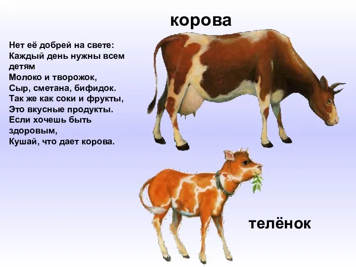 корова телёнок Нет её добрей на свете: Каждый день нужны