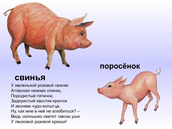 свинья поросёнок У маленькой розовой свинки Атласная нежная спинка, Породистый