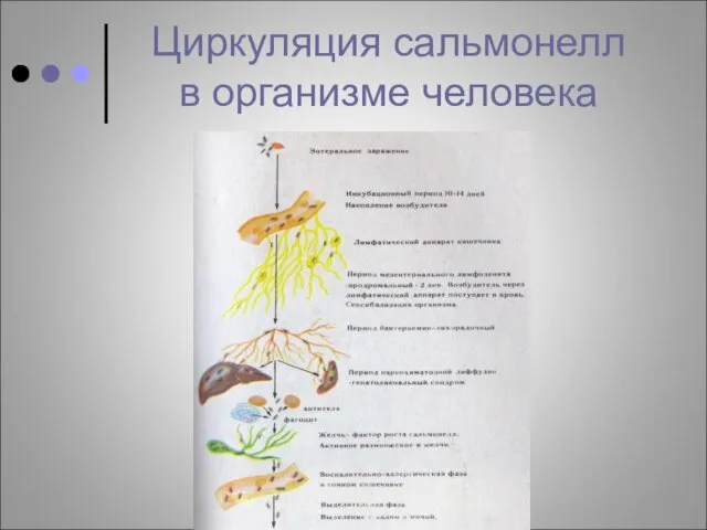 Циркуляция сальмонелл в организме человека