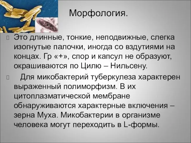 Морфология. Это длинные, тонкие, неподвижные, слегка изогнутые палочки, иногда со