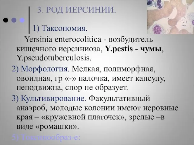 3. РОД ИЕРСИНИИ. 1) Таксономия. Yersinia enterocolitica - возбудитель кишечного иерсиниоза, Y.pestis -