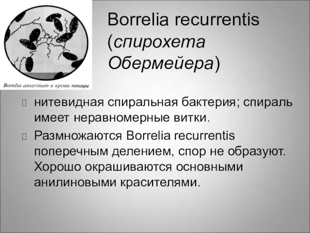 Borrelia recurrentis (спирохета Обермейера) нитевидная спиральная бактерия; спираль имеет неравномерные витки. Размножаются Borrelia