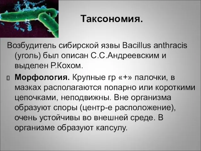 Таксономия. Возбудитель сибирской язвы Bacillus anthracis (уголь) был описан С.С.Андреевским и выделен Р.Кохом.
