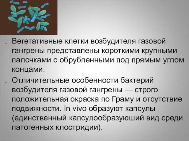 Вегетативные клетки возбудителя газовой гангрены представлены короткими крупными палочками с обрубленными под прямым