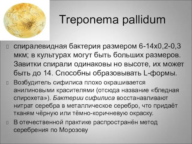Тreponema pallidum спиралевидная бактерия размером 6-14x0,2-0,3 мкм; в культурах могут быть больших размеров.