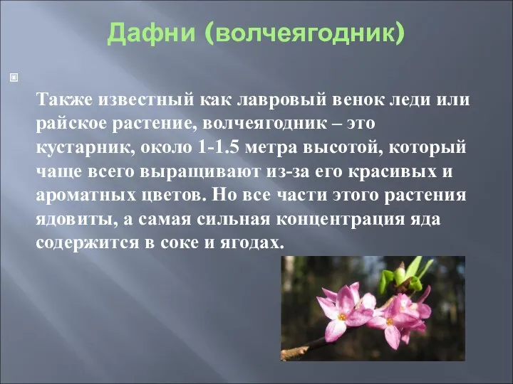 Дафни (волчеягодник) Также известный как лавровый венок леди или райское