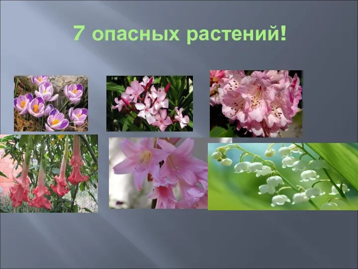 7 опасных растений!