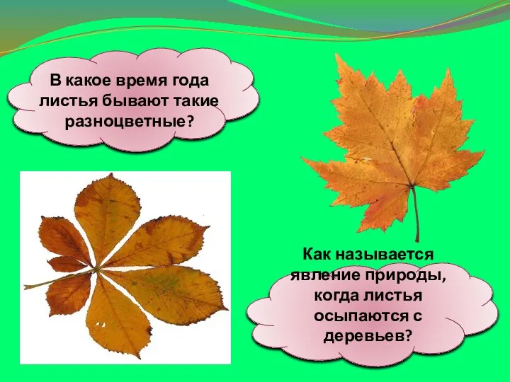 В какое время года листья бывают такие разноцветные? Как называется