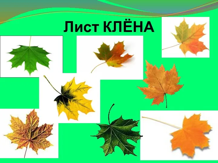 Лист КЛЁНА