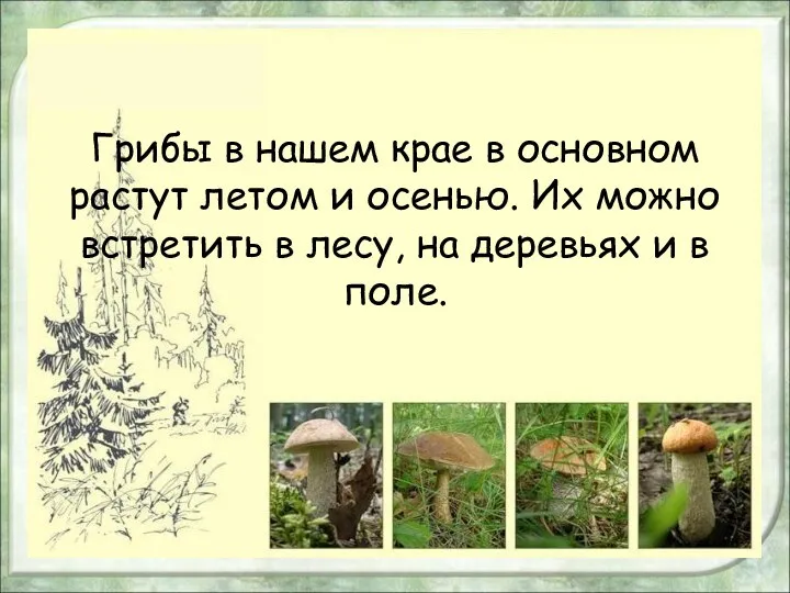 Грибы в нашем крае в основном растут летом и осенью.