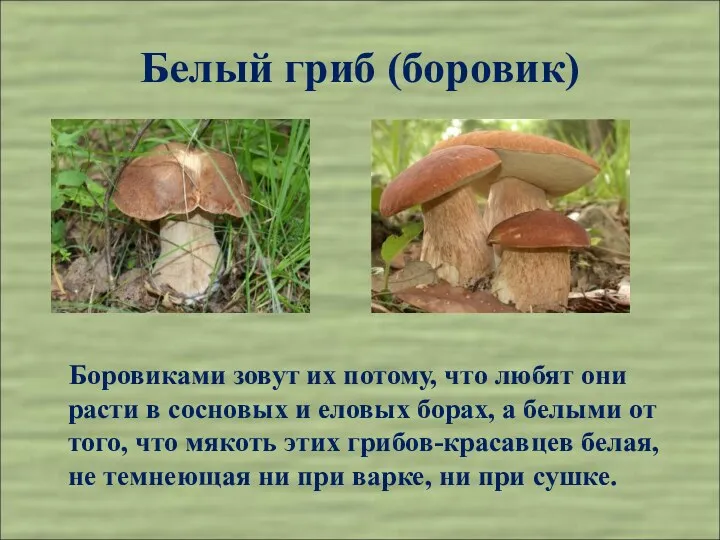 Белый гриб (боровик) Боровиками зовут их потому, что любят они