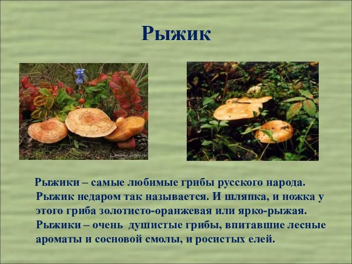 Рыжик Рыжики – самые любимые грибы русского народа. Рыжик недаром