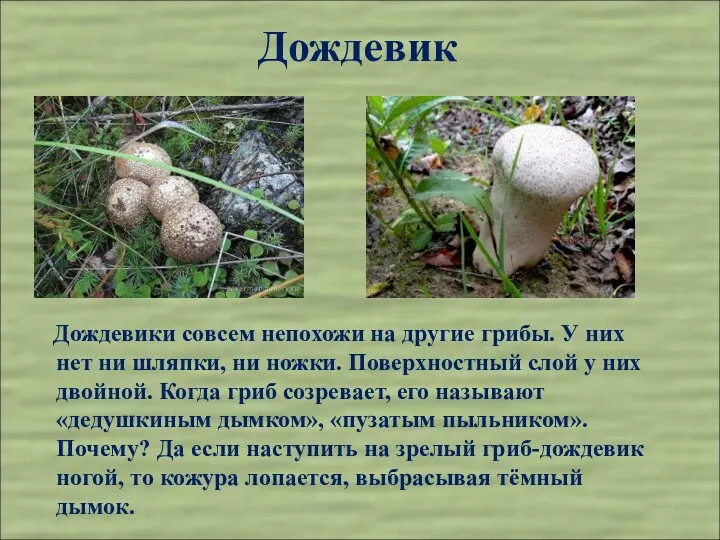Дождевик Дождевики совсем непохожи на другие грибы. У них нет ни шляпки, ни