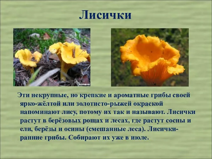 Лисички Эти некрупные, но крепкие и ароматные грибы своей ярко-жёлтой или золотисто-рыжей окраской