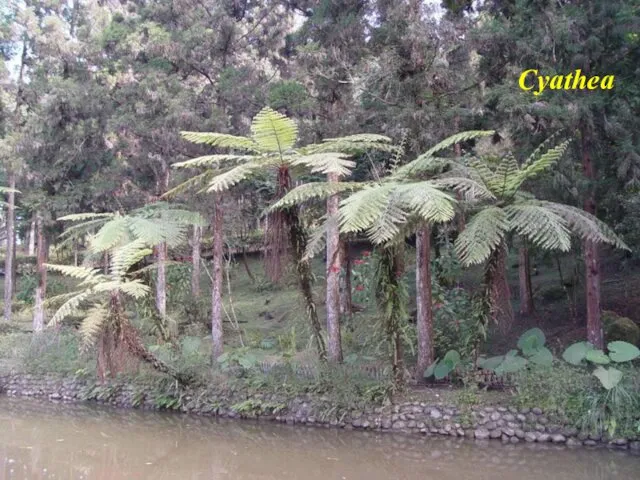 Cyathea