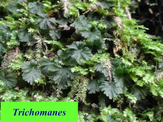 Trichomanes