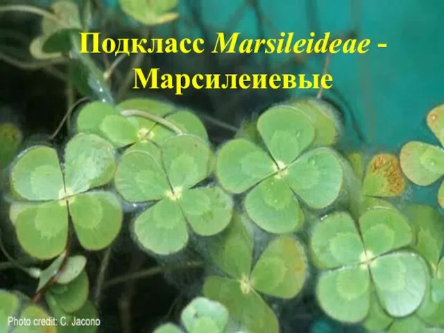 Подкласс Marsileideae - Марсилеиевые