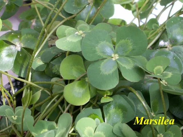 Marsilea